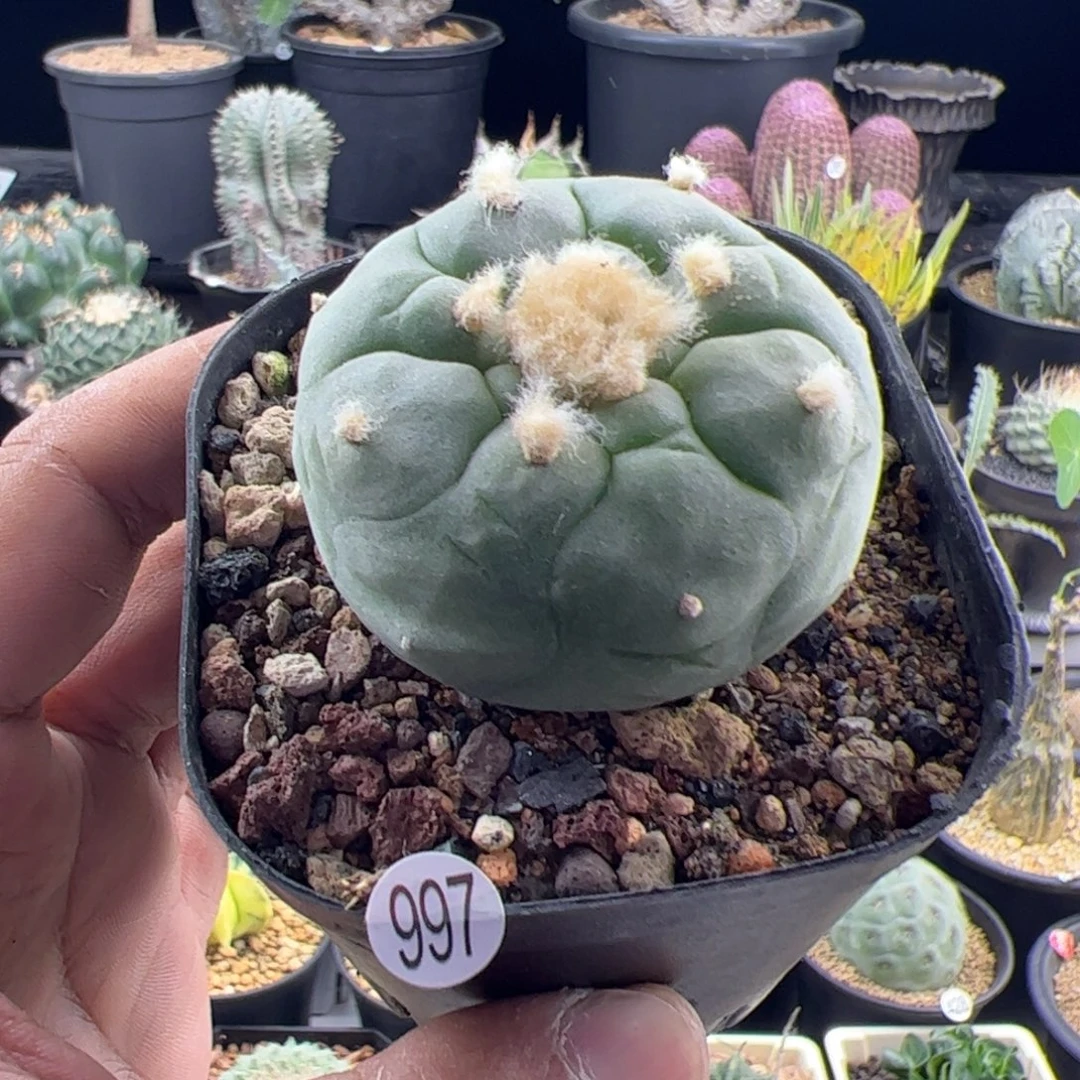 草球实生4.8一物一拍