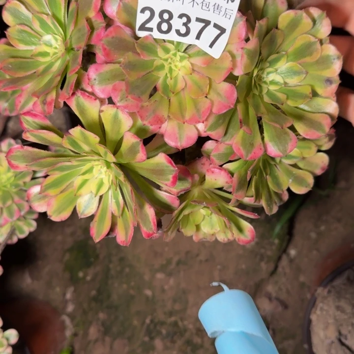 璟****28377祝融多肉植物