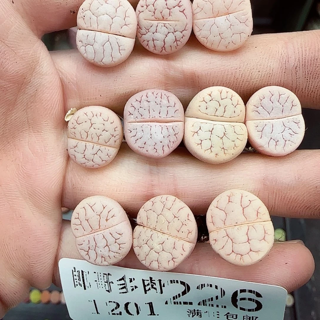 满满18包邮1201-226