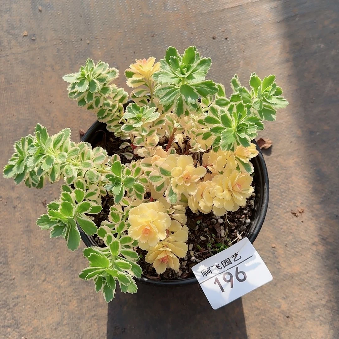 浮*196多肉 亚特兰蒂斯中奖