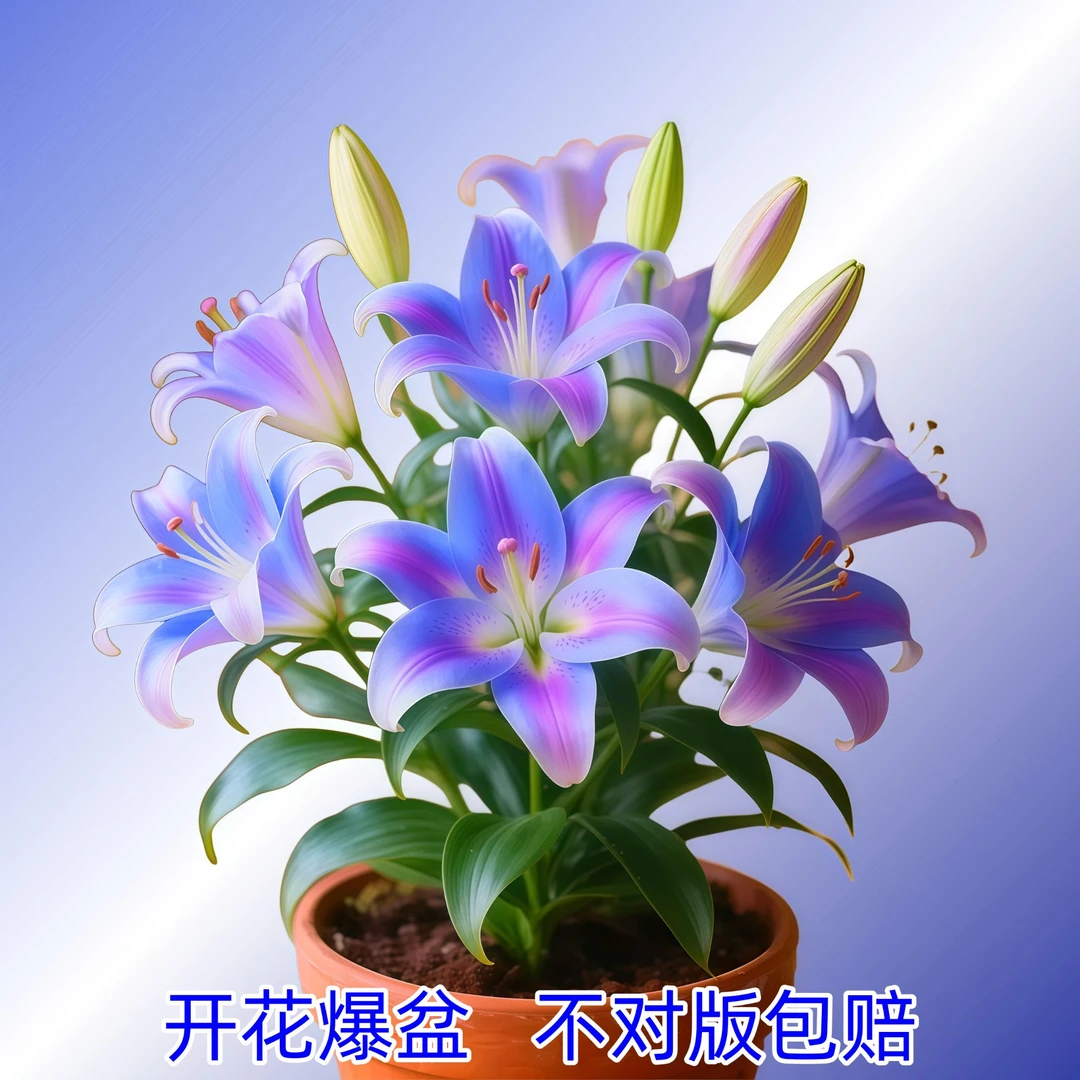 荷兰进口百合室内外种庭院阳台重瓣大花带芽耐寒花种球浓香型花卉