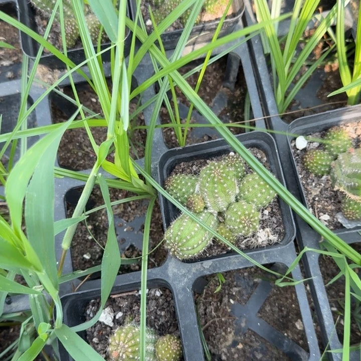 矮胖白檀405白檀195