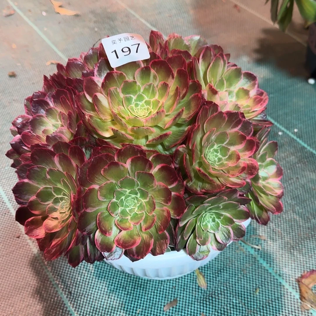 子*多肉植物万花筒197