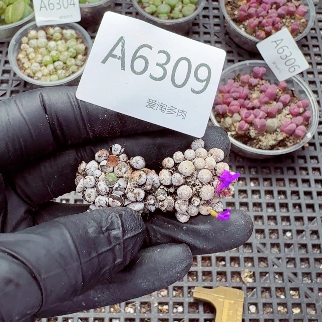 6309—生石花 生石花
