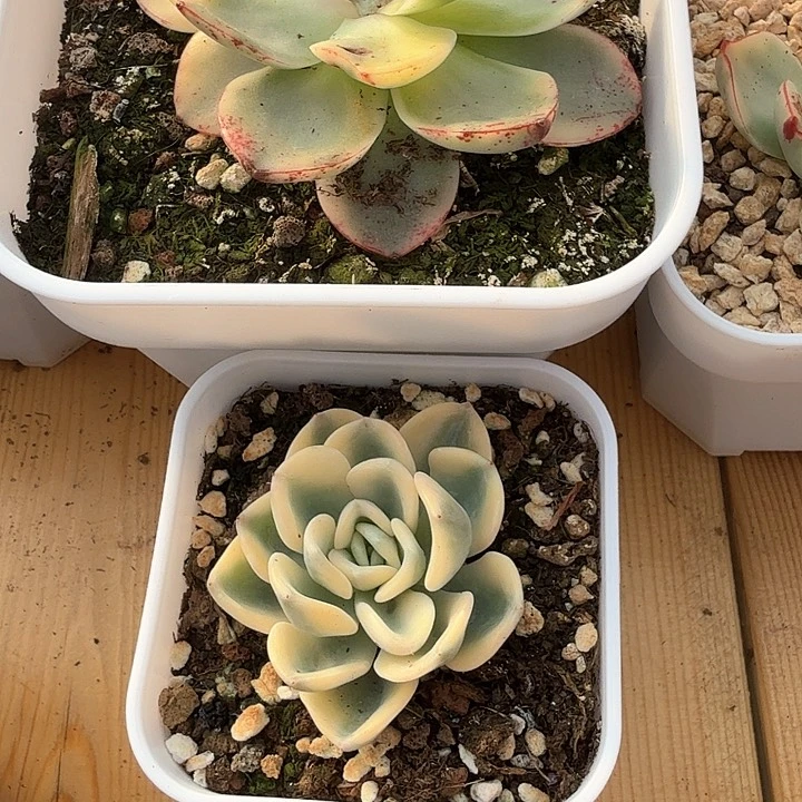 豆*果多肉锦多肉多肉锦