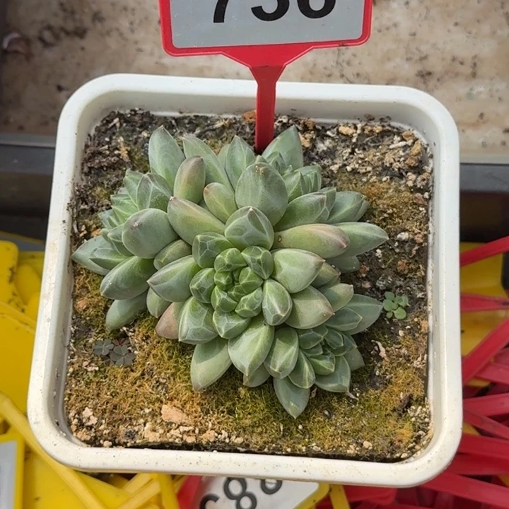 多肉植物A8美人群736