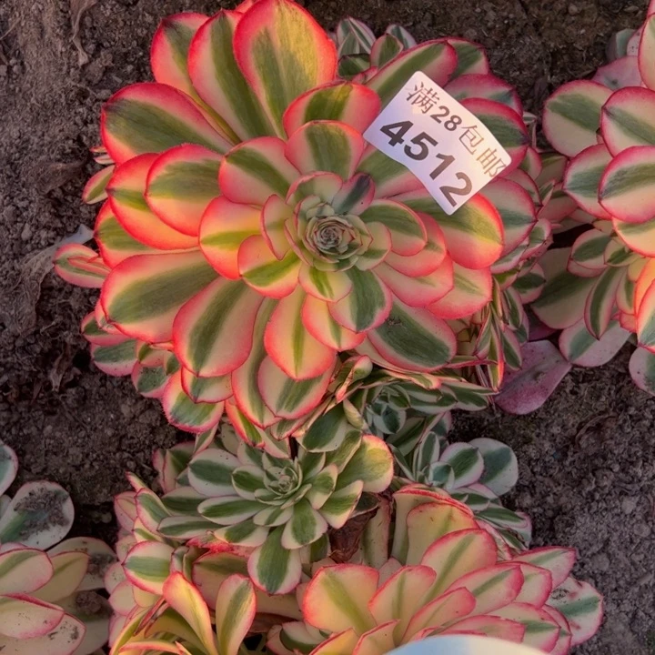 4512南倾城多肉植物