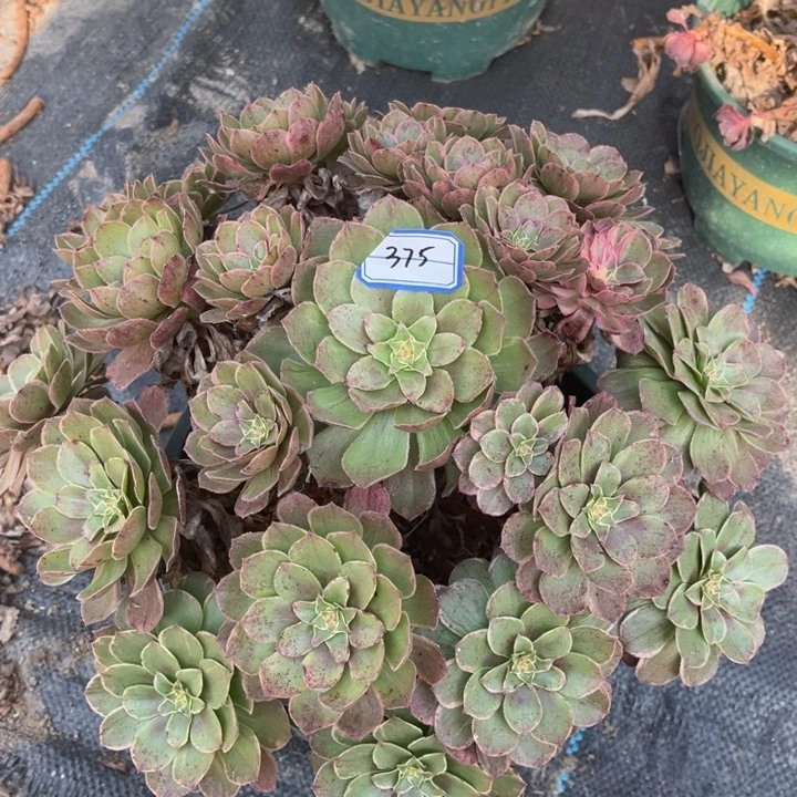 375莲花多肉植物法师
