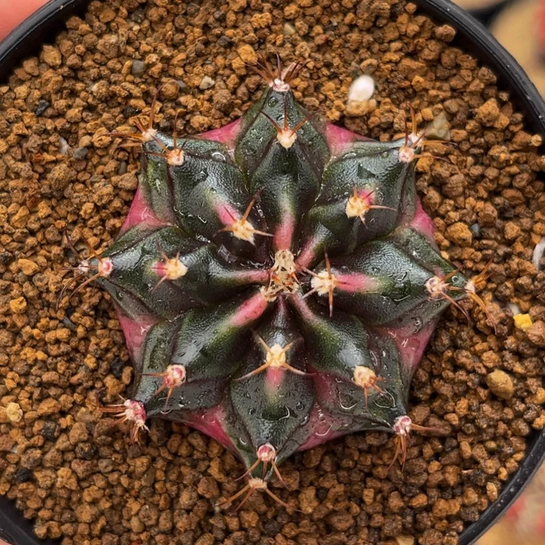 粉豪臀 米哈仙人球