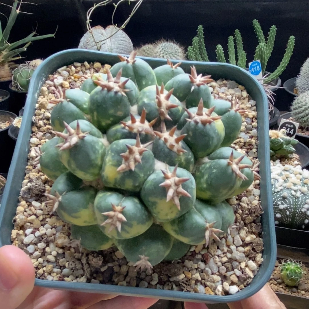 自根獠牙锦有斑9cm