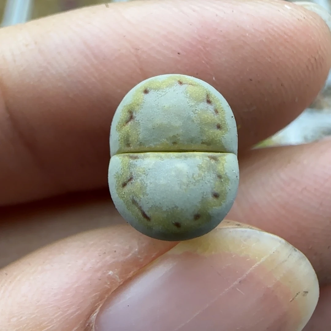 246二蜕金边净窗饼干清框福利30包邮