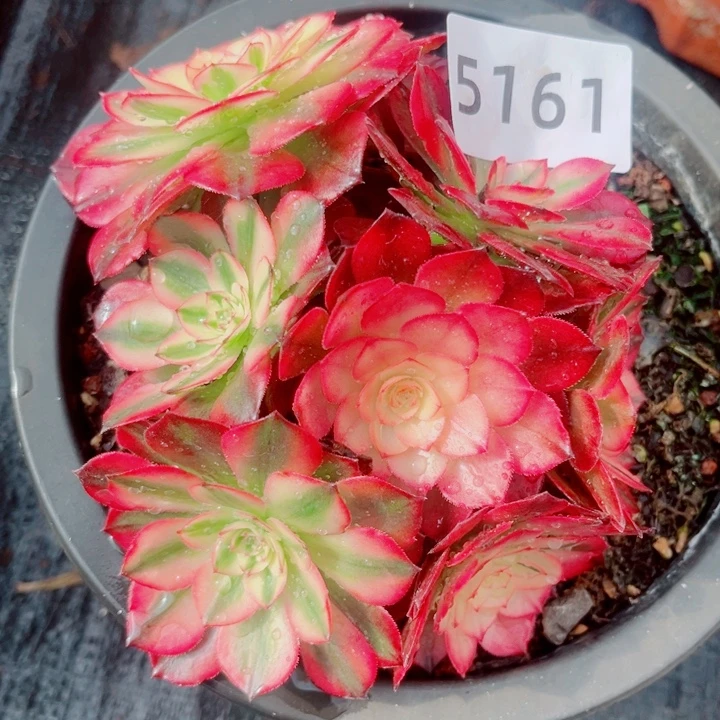 荔枝多肉发货不售后