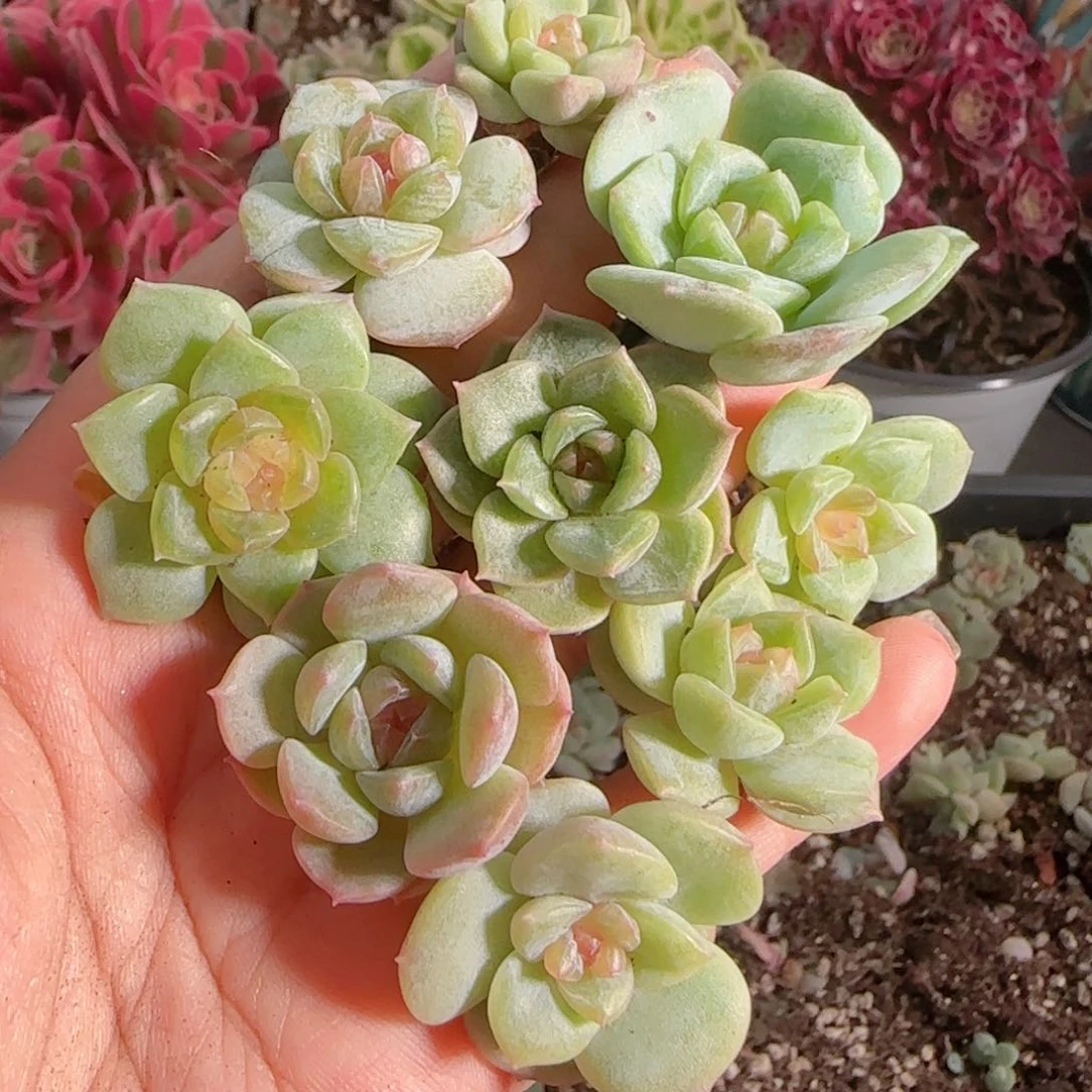 0616---66糖心珍妮