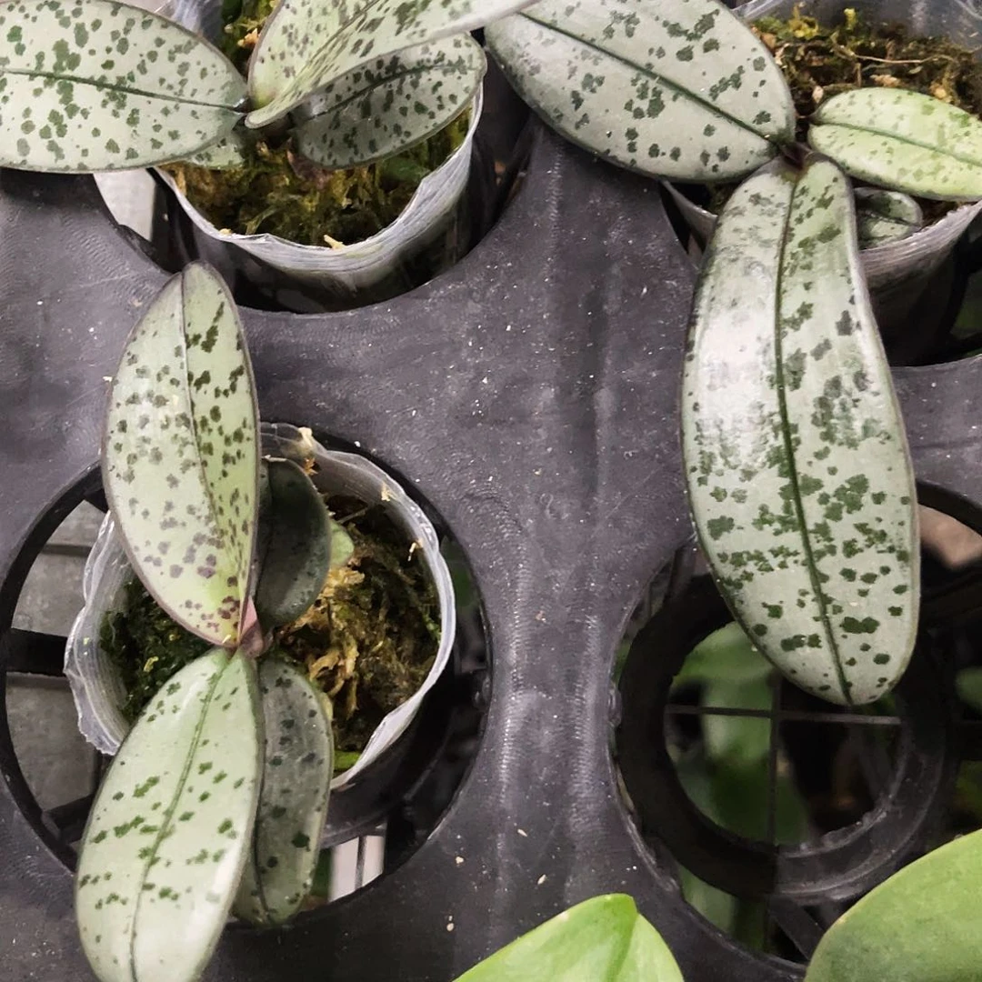 当前无花栽培后可以开花小西1.7