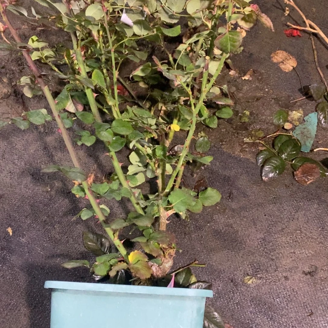 无花朵小调玫瑰土球发货