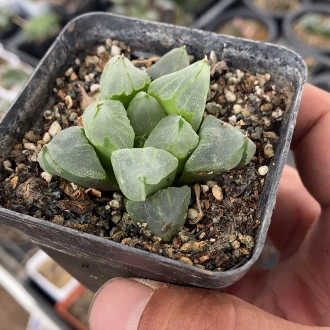 冰城三颗一组。整点福利。