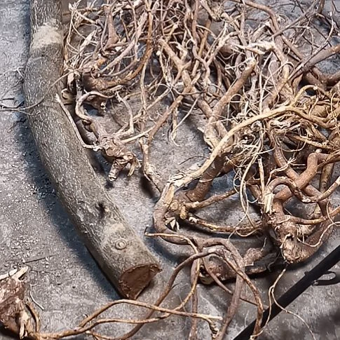 羁***绊中国大陆五指毛桃整棵野生山货整棵发3斤3