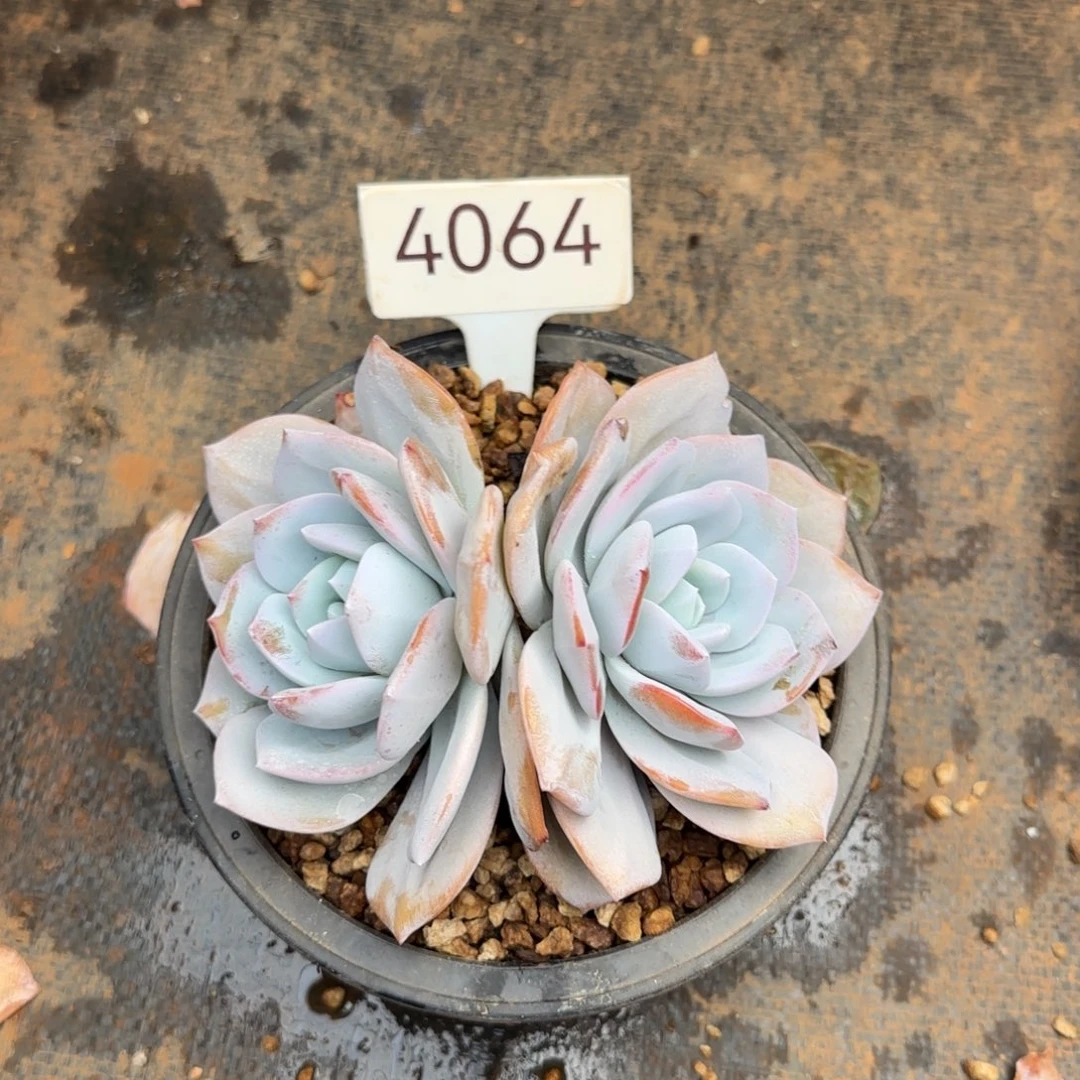 双头奶茶。   4064号。