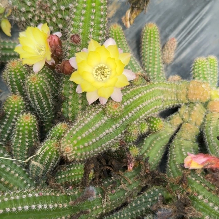 白檀仙人掌侧芽一个1701