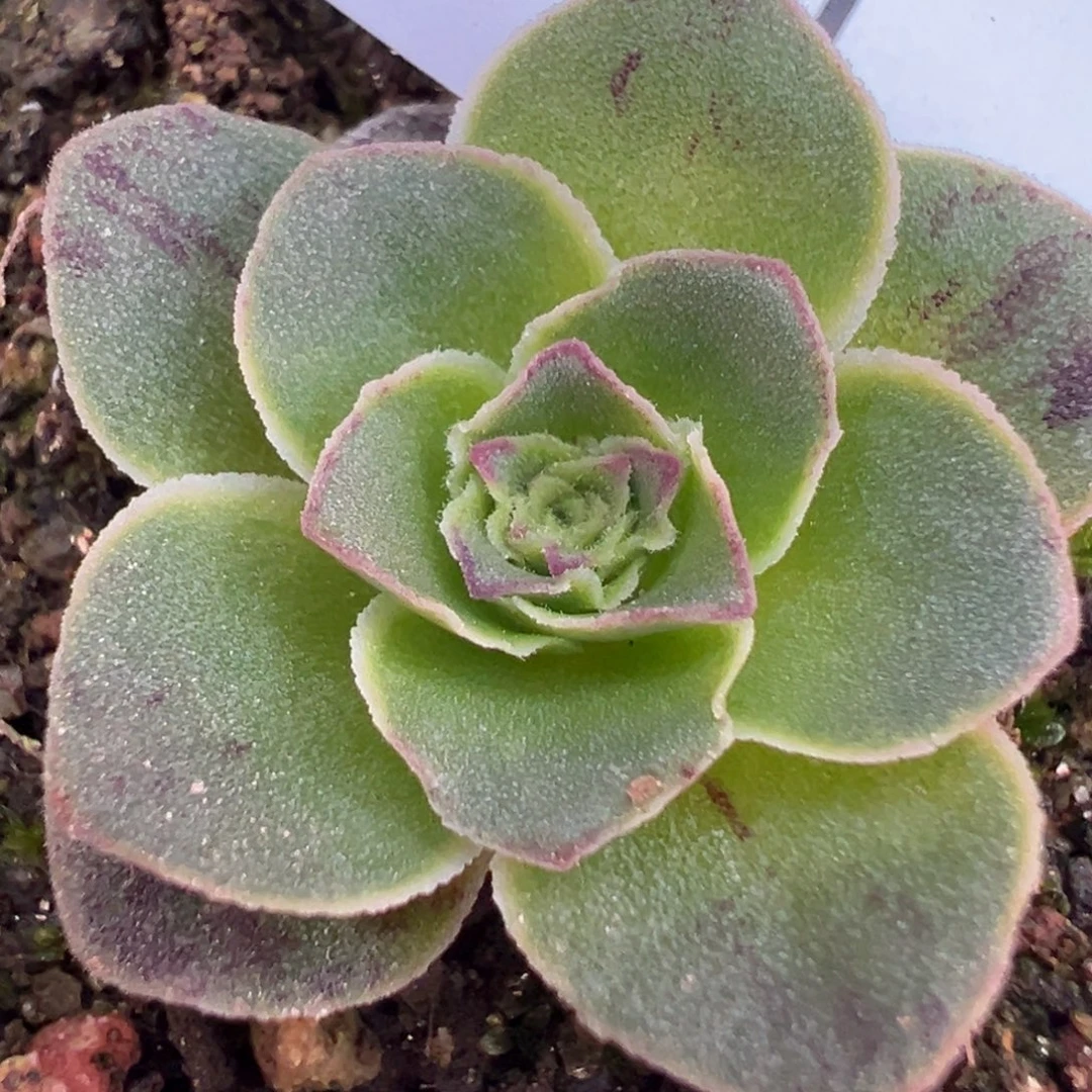 杨504 揽月x揽月SP