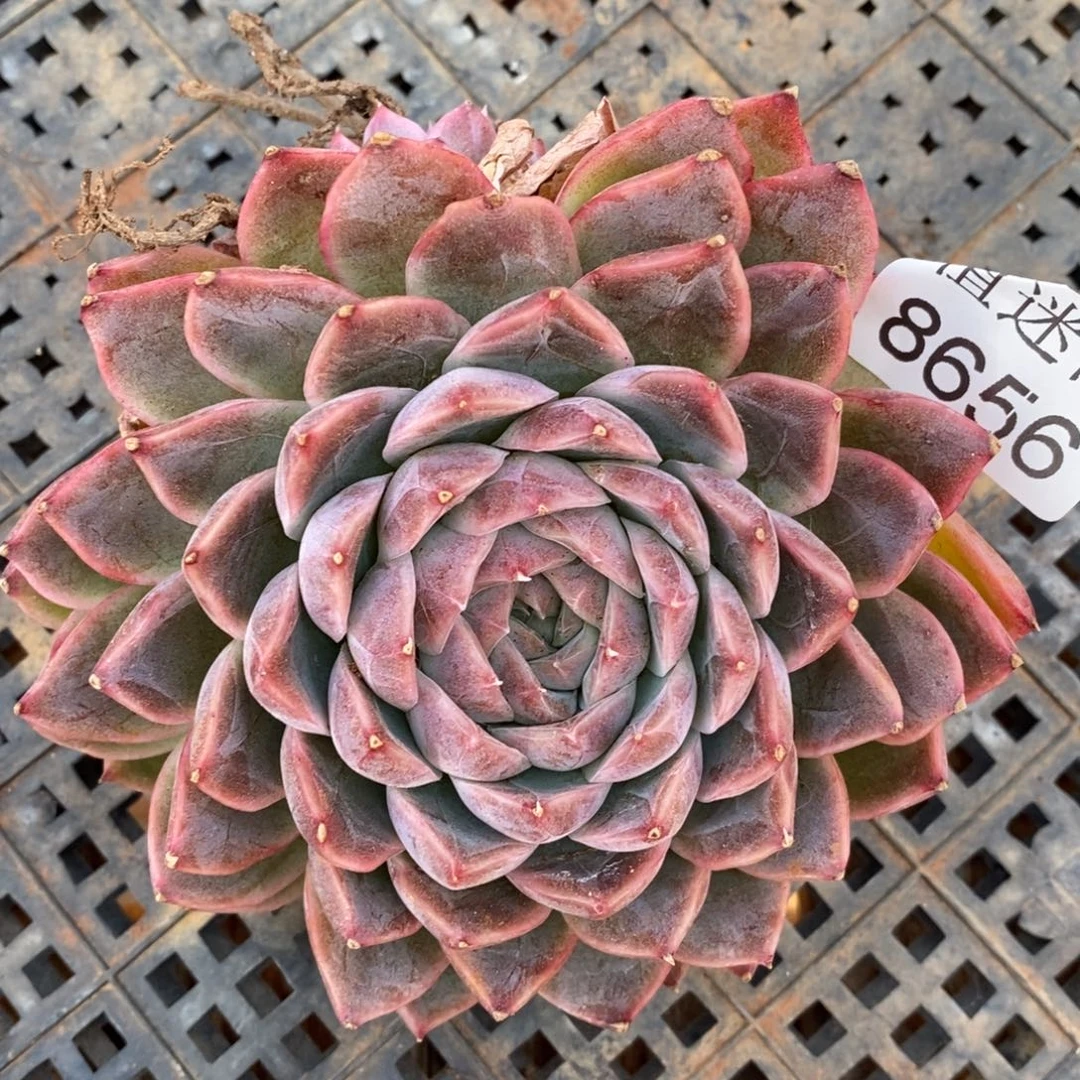 红***语杂交精品多肉8656~8厘米