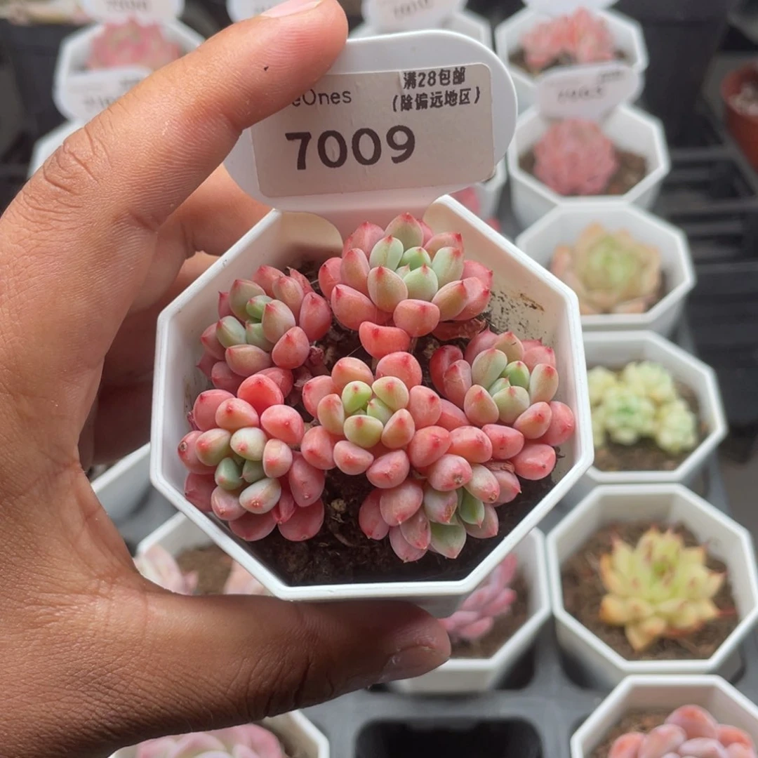 7009雪桃5.0厘米