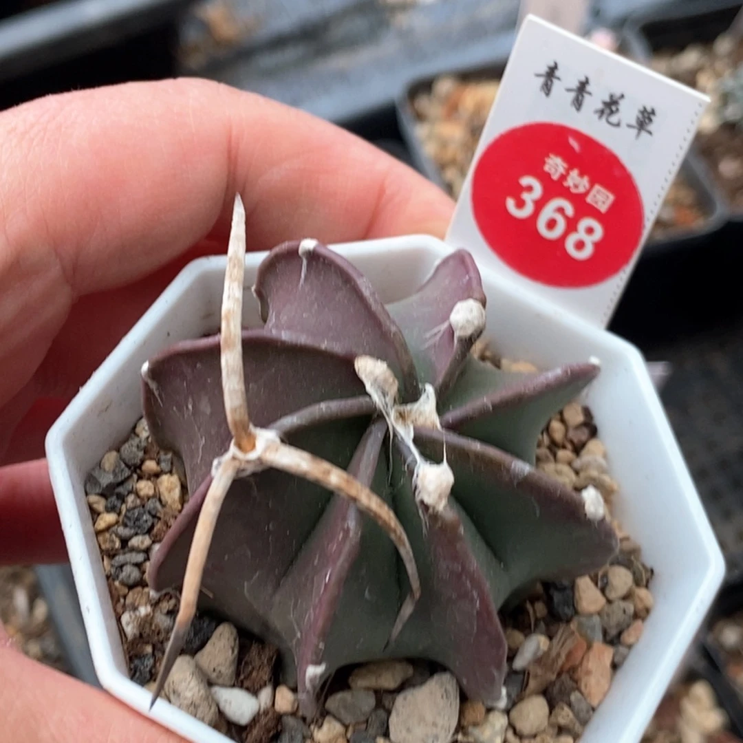 实生水牛角大凤玉4.6cm