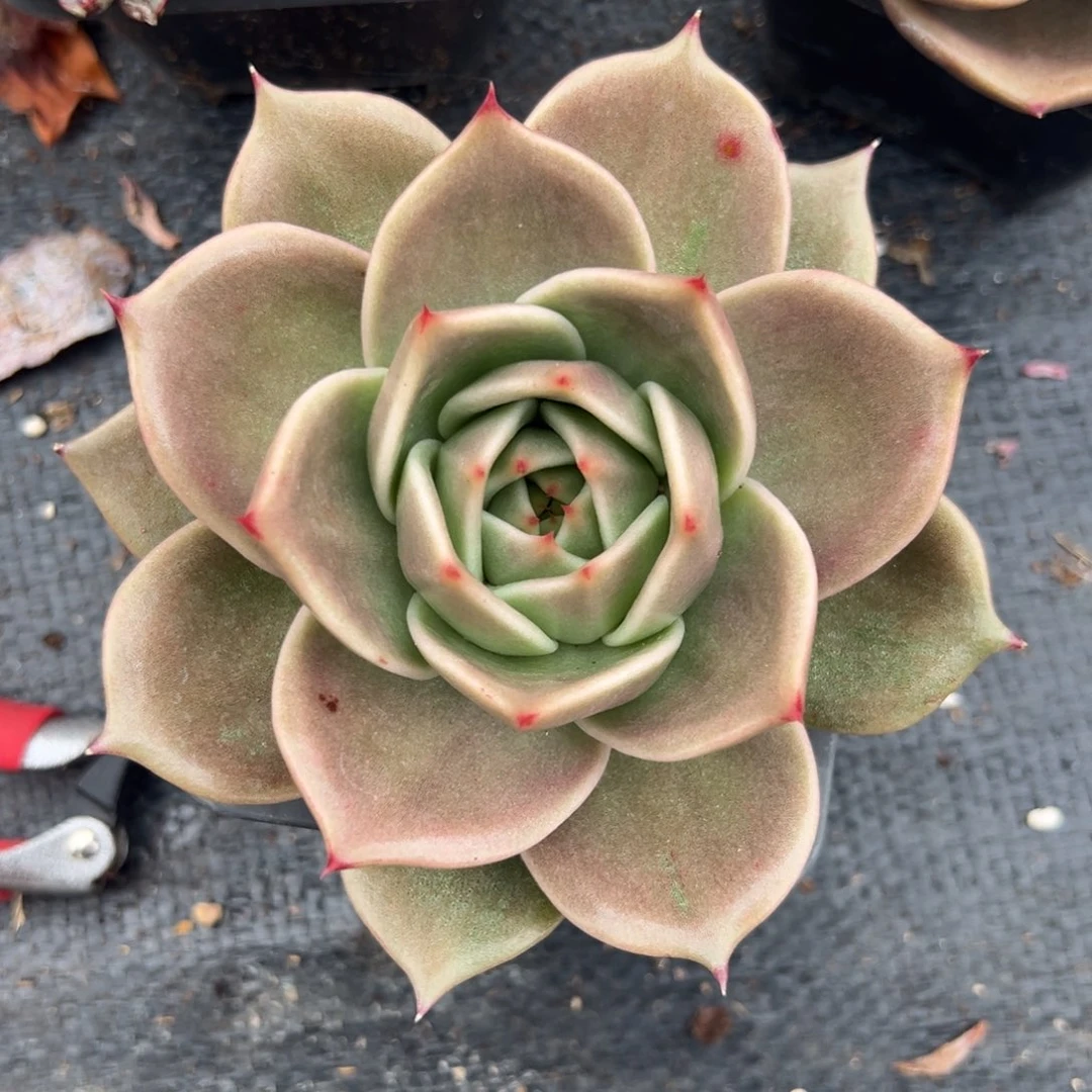 多肉植物单头猩猩