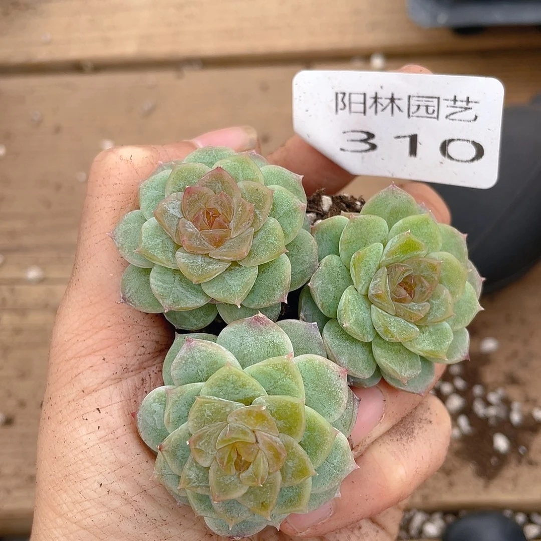 多肉植物多肉植物310