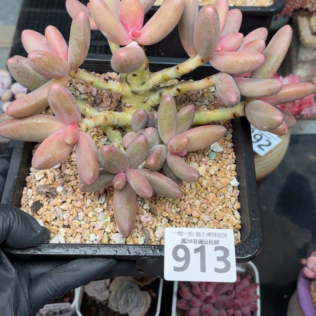 大糖果美人无盆土发货