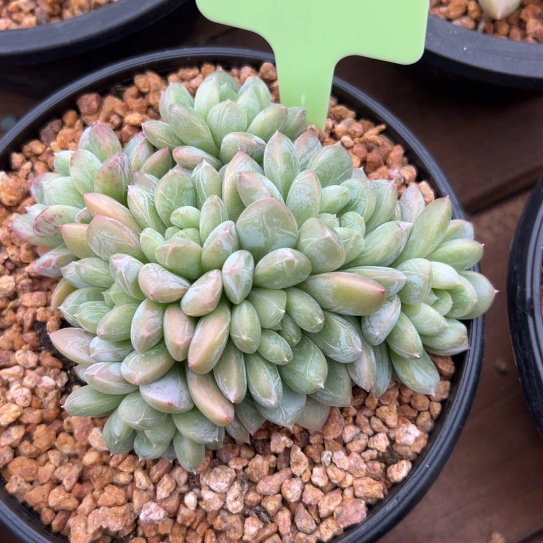 百达翡翠11111111111111