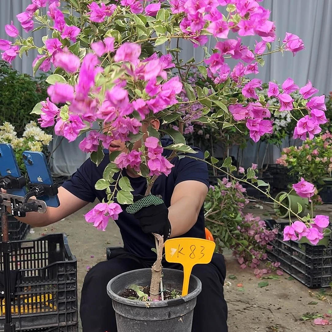 婷***鸭大部分花苞少量开放K83花叶雪紫