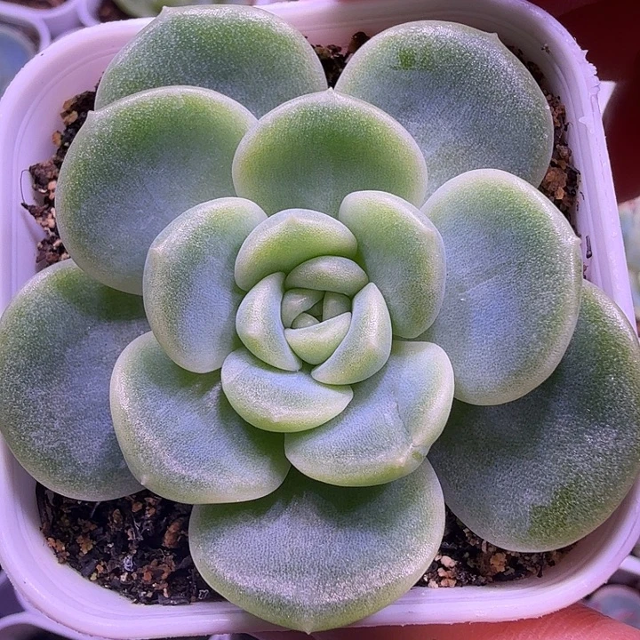 皦玉叶插苗一物一拍