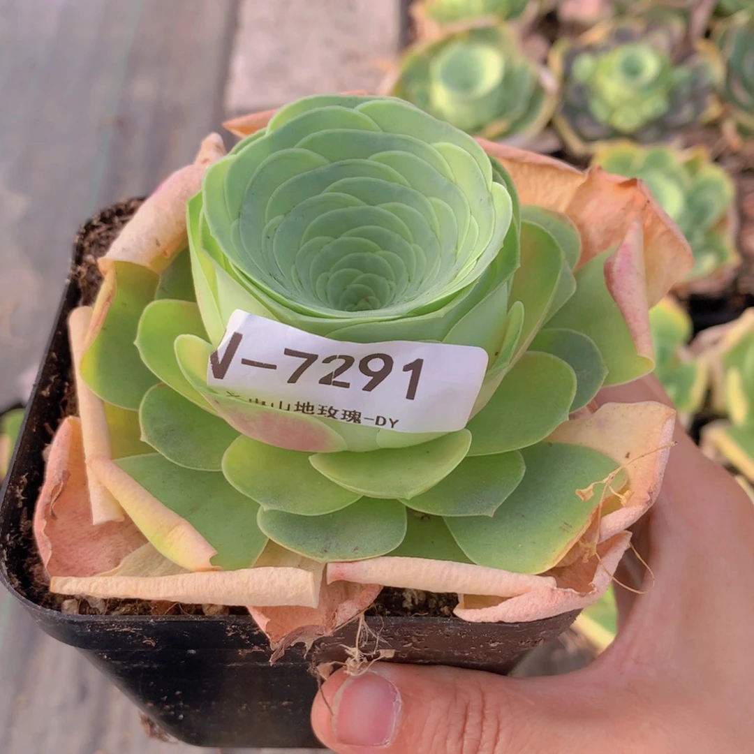 7291f h h g vvv