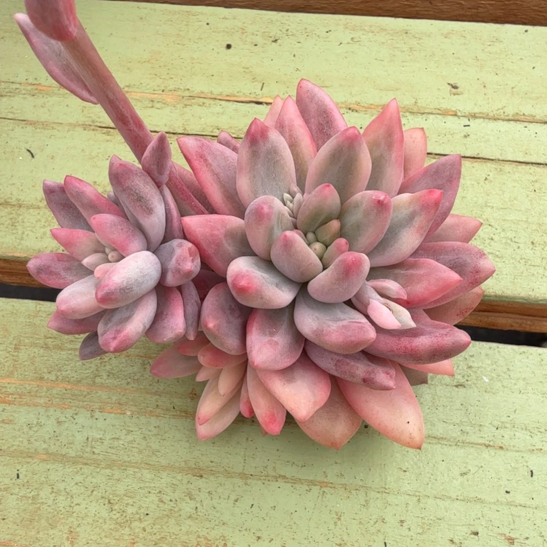 美人锦群，锦上园艺一物一拍