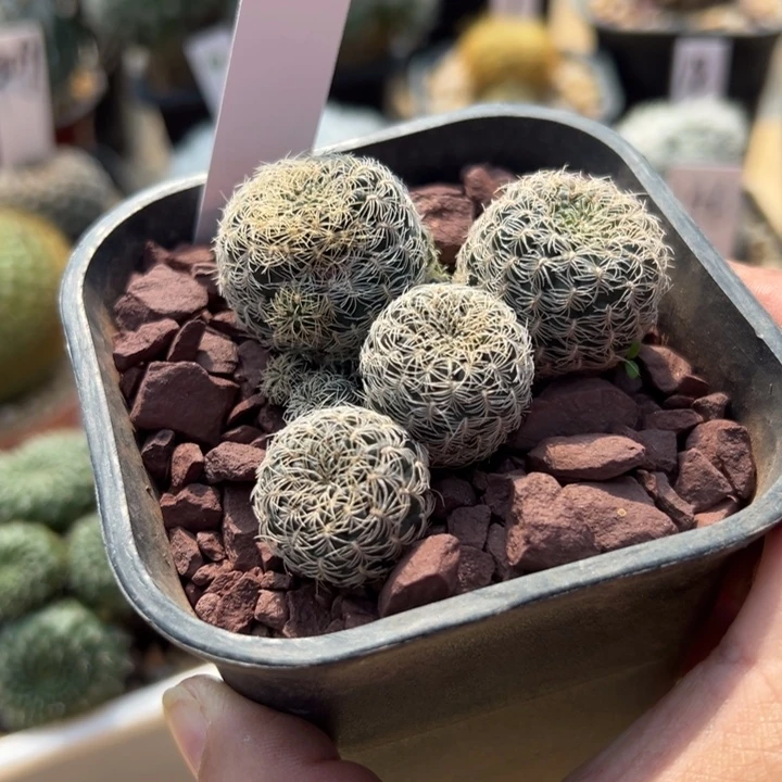 32号沟宝山缀化8.5方盆