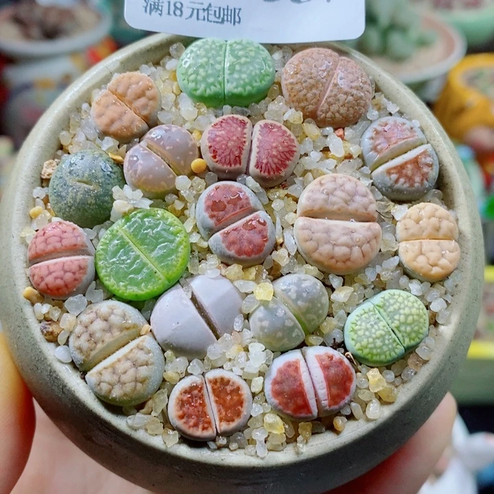 生石花花花花花花花花357