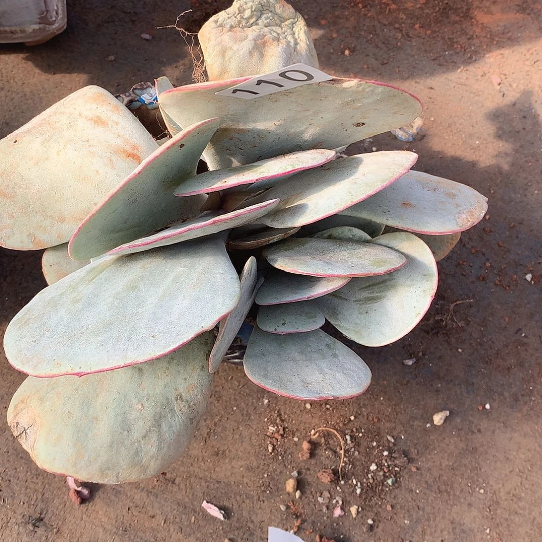 110白眉一物一拍多肉