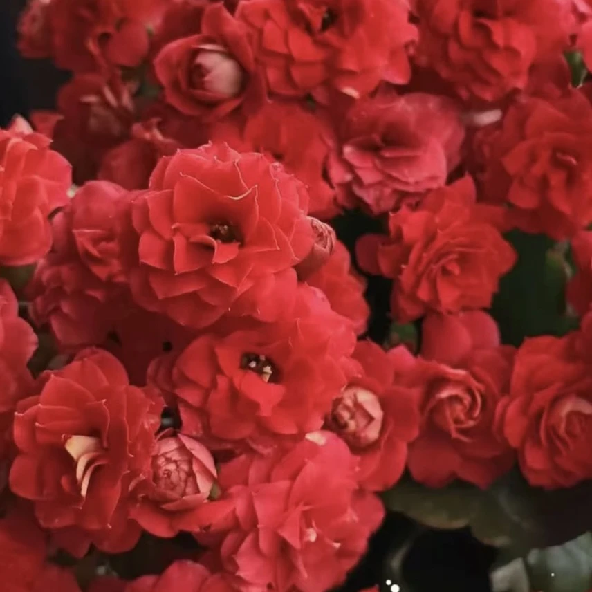 长寿花盆栽～【爱神】130盆