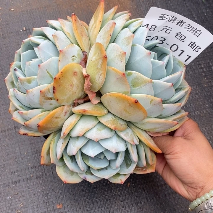 夏悦多肉0603-11凤橙