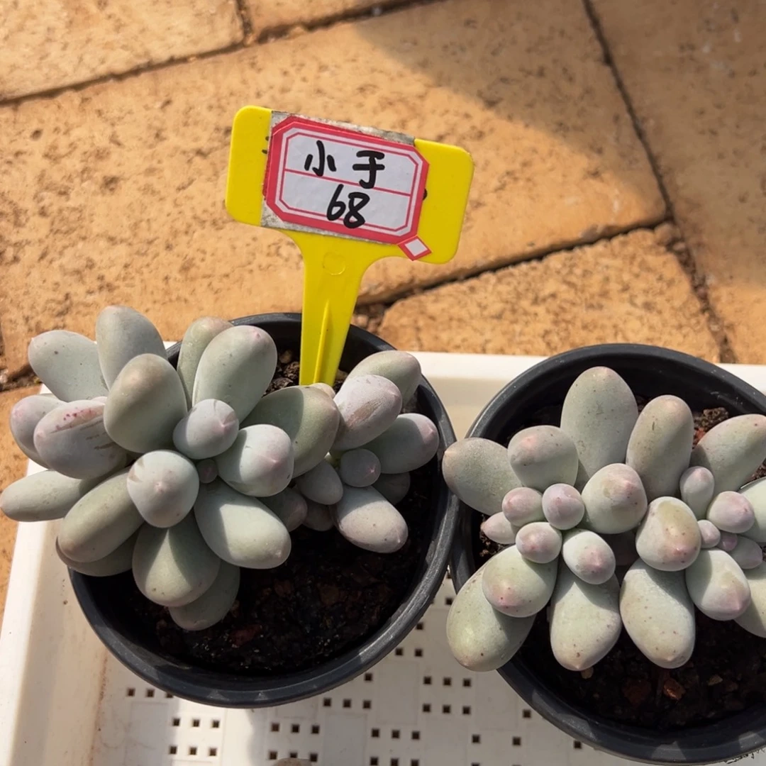 小***于小于68。