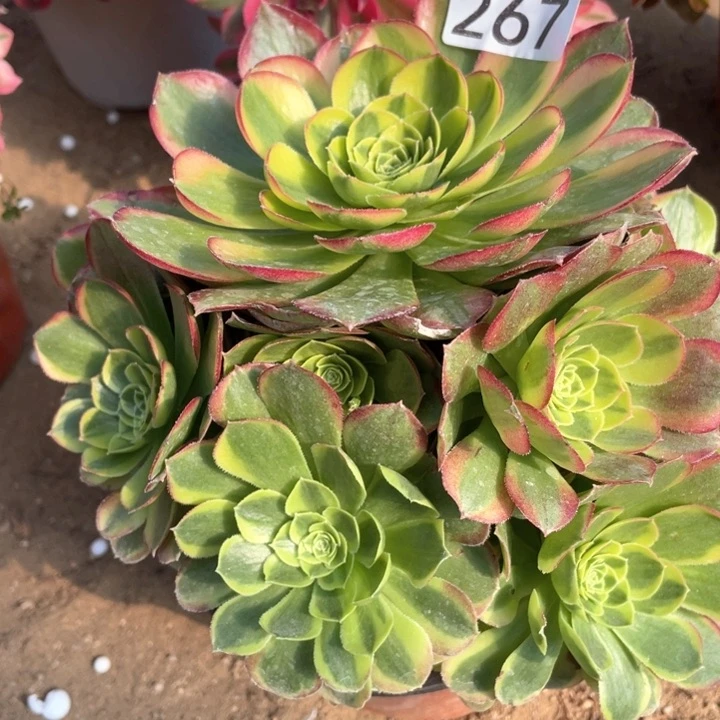 267多肉植物奶白