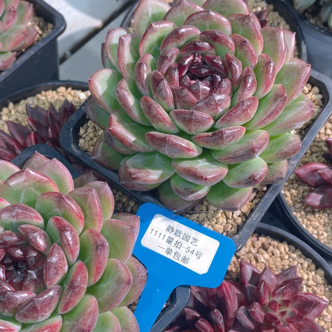 1111-54-红色魅影大单头母本一颗