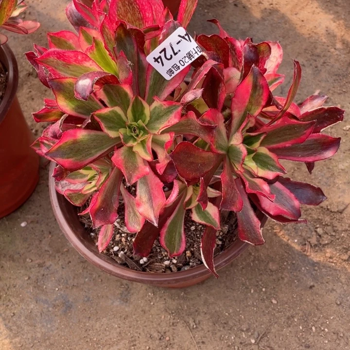 二***姐724魅影多肉1234578