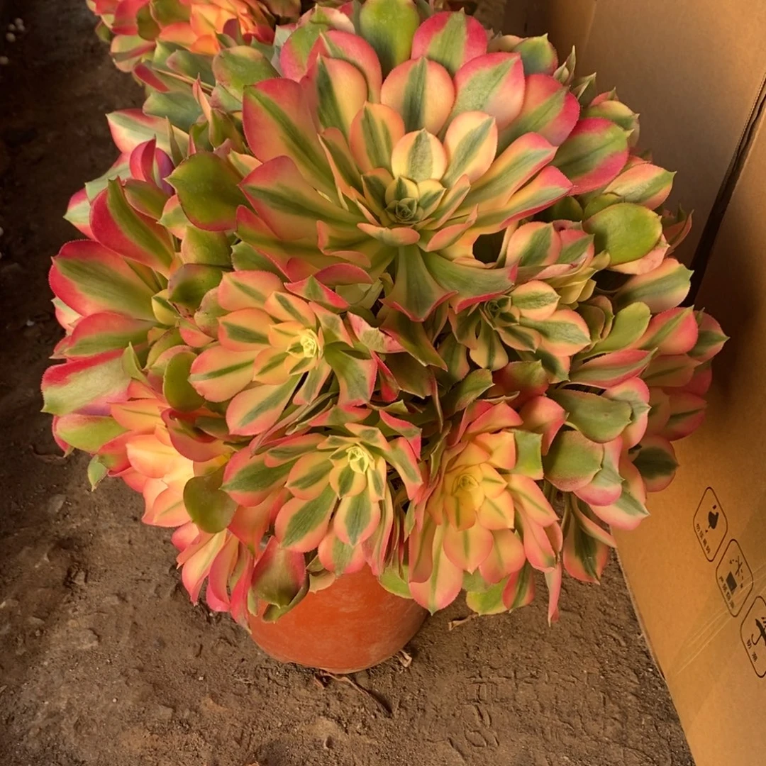 香妃多肉1颗多肉10120号多肉