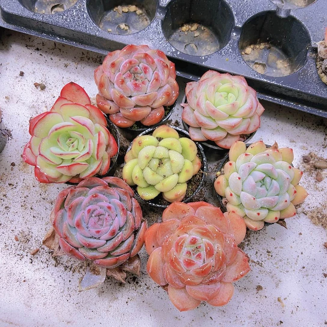 小胖新组合7盆19包邮