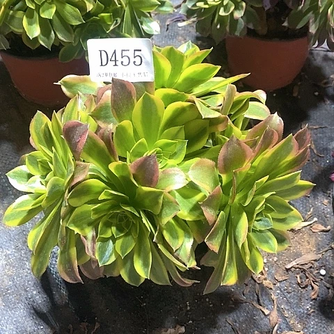 455青檬多肉法师锦