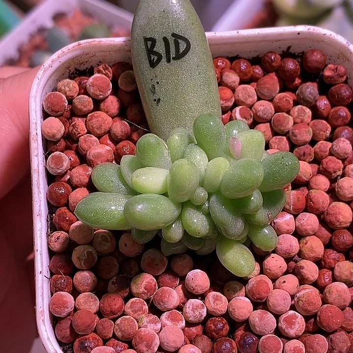 白兰地锦基因多肉植物