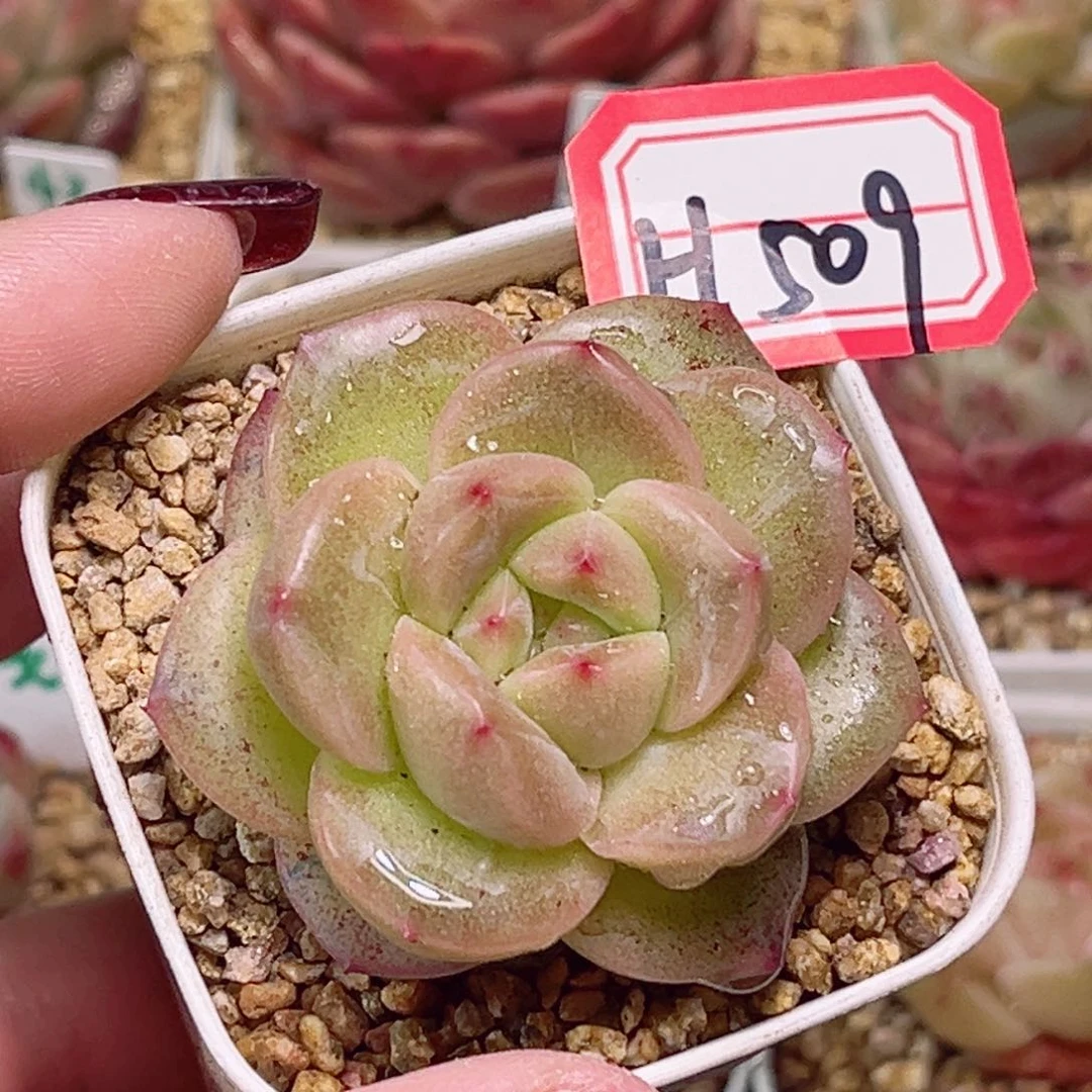 H509一物一拍 抹茶泡泡