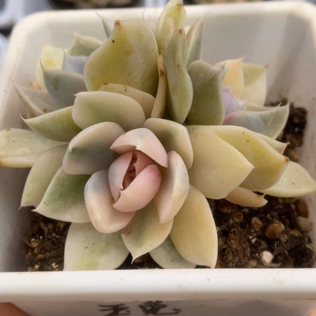 414玉兔锦锦锦锦锦锦锦